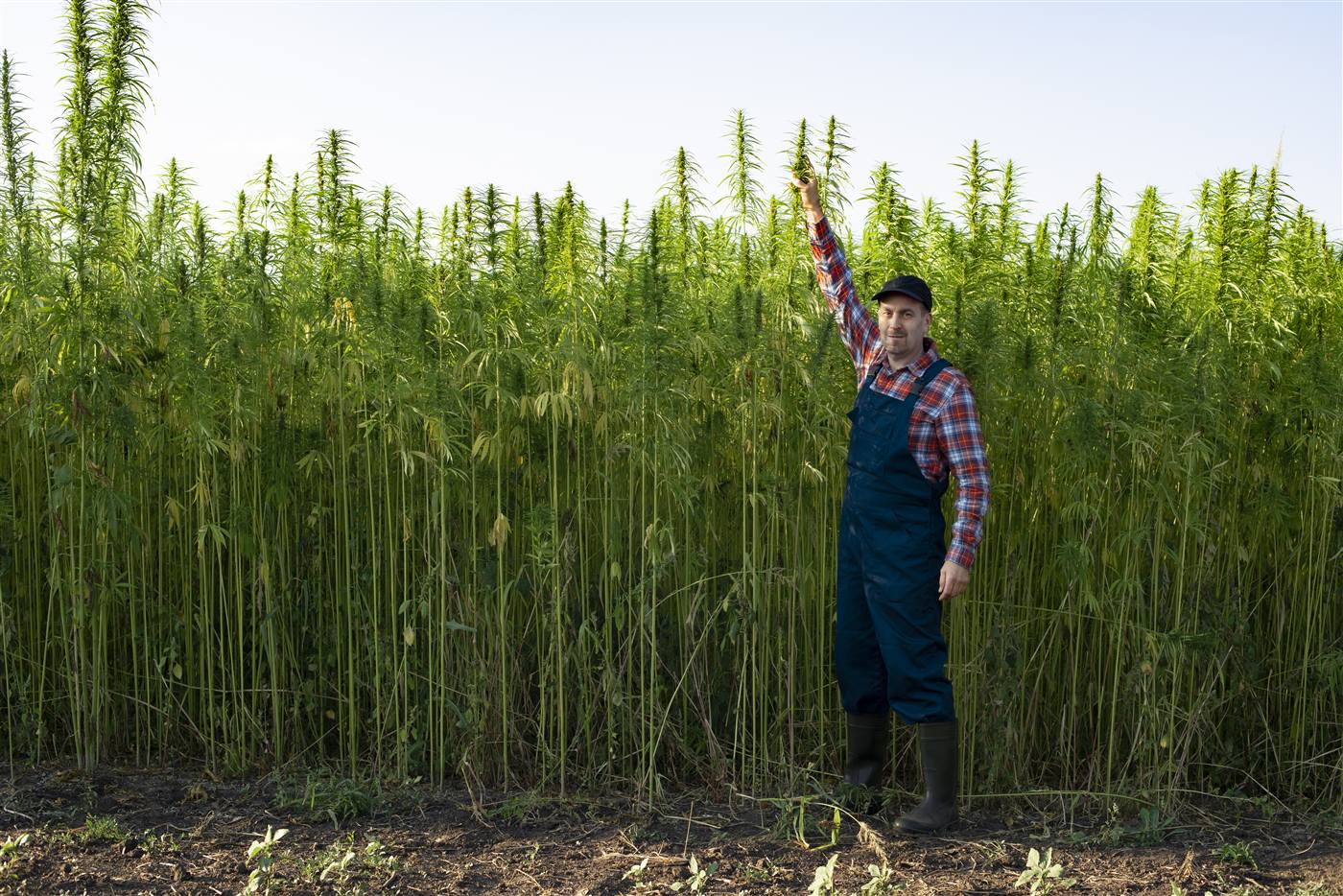 Produtor ao lado de estrutura industrial de processamento de hemp